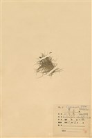 藏品(毛球柱草(高雄球柱草))的圖片